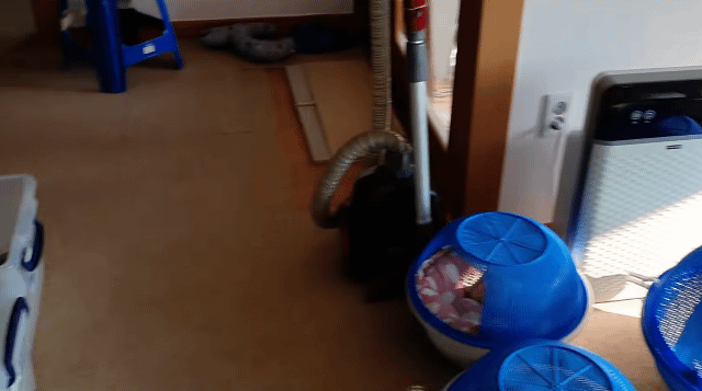 집사 훔쳐보면서 아닌 척하는 고양이 | 인스티즈