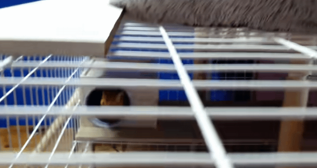 집사 훔쳐보면서 아닌 척하는 고양이 | 인스티즈