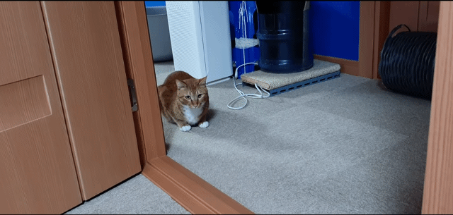 집사 훔쳐보면서 아닌 척하는 고양이 | 인스티즈