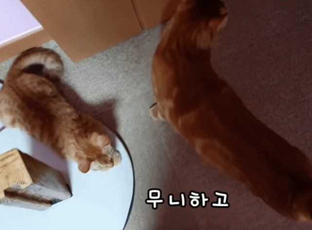 집사 훔쳐보면서 아닌 척하는 고양이 | 인스티즈