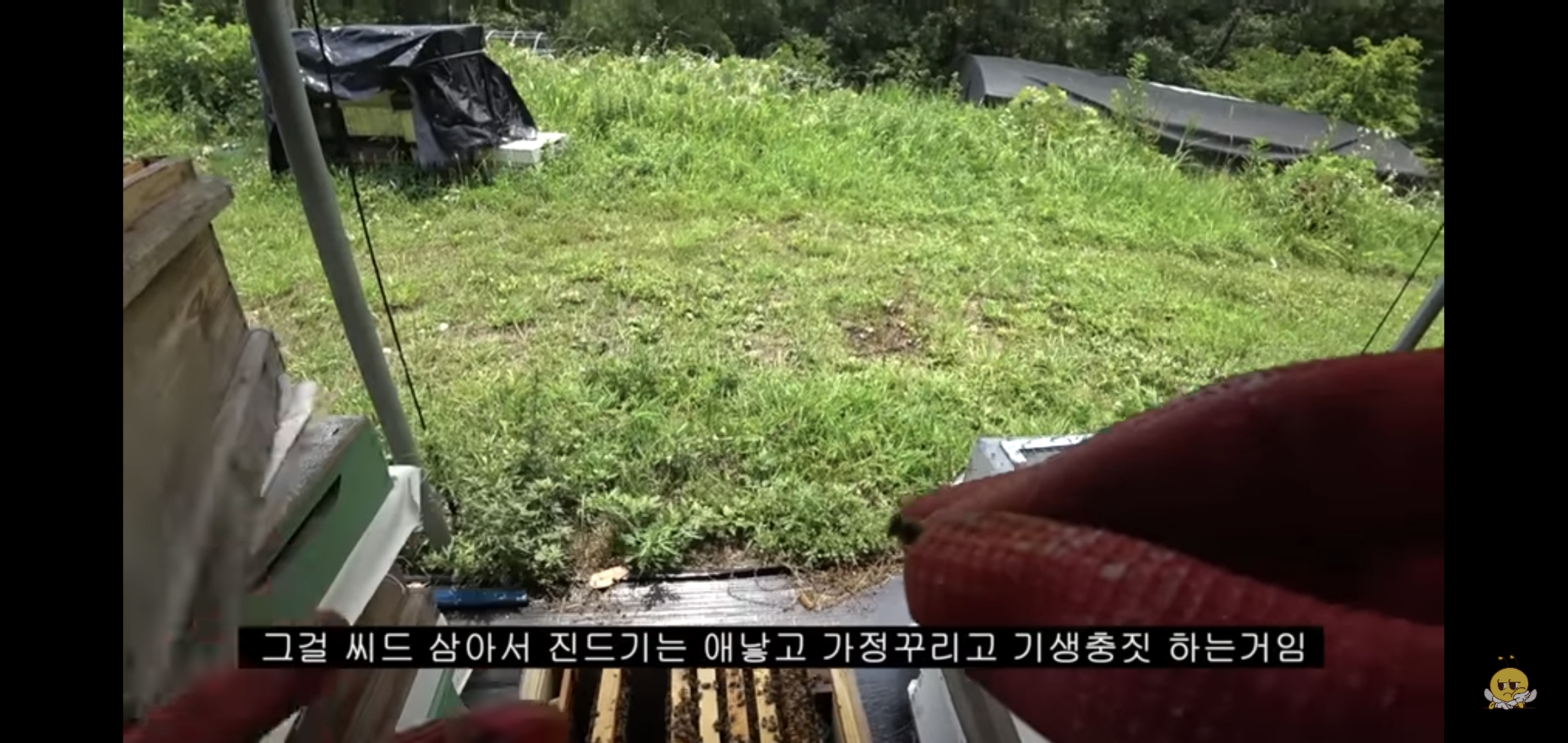 꿀벌들을 설탕에 굴려 설탕 범벅으로 만드는 유튜버.jpg | 인스티즈