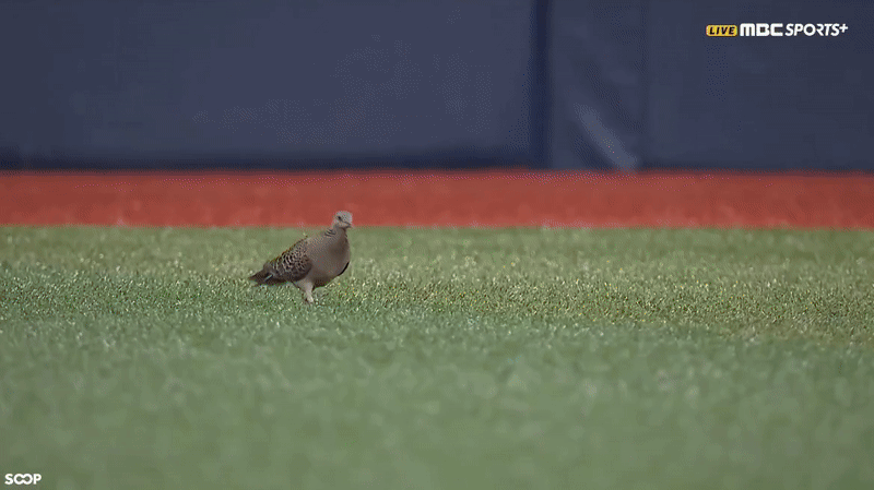 고척돔에 난입한 비둘기 | 인스티즈
