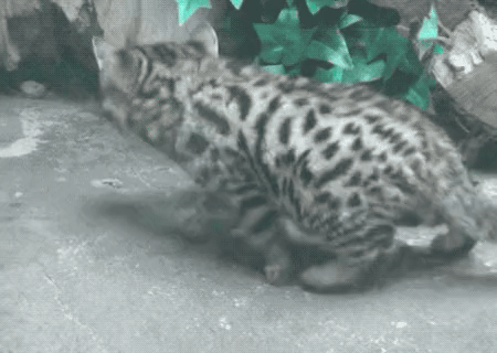 고양이과 최강의 맹수 jpg | 인스티즈