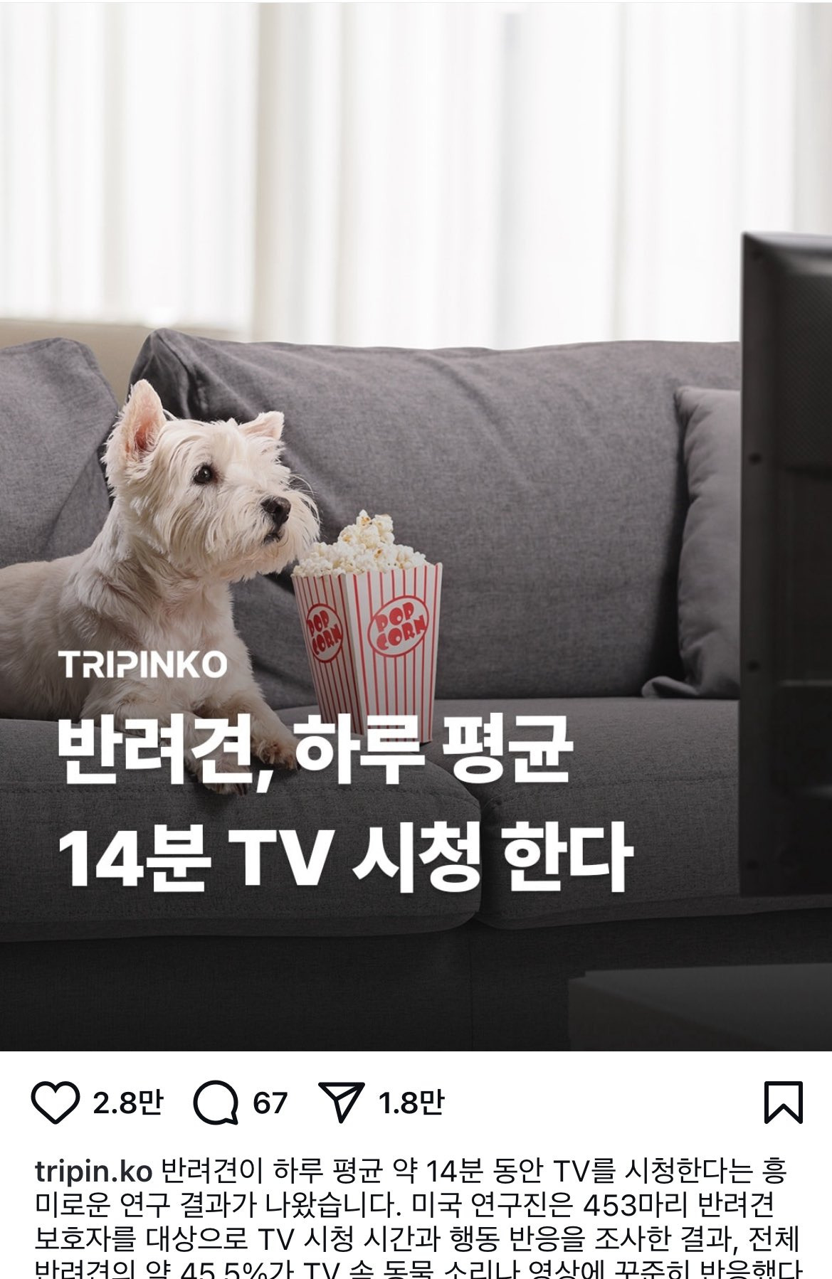 반려견 하루 평균 14분 TV 시청한다 | 인스티즈