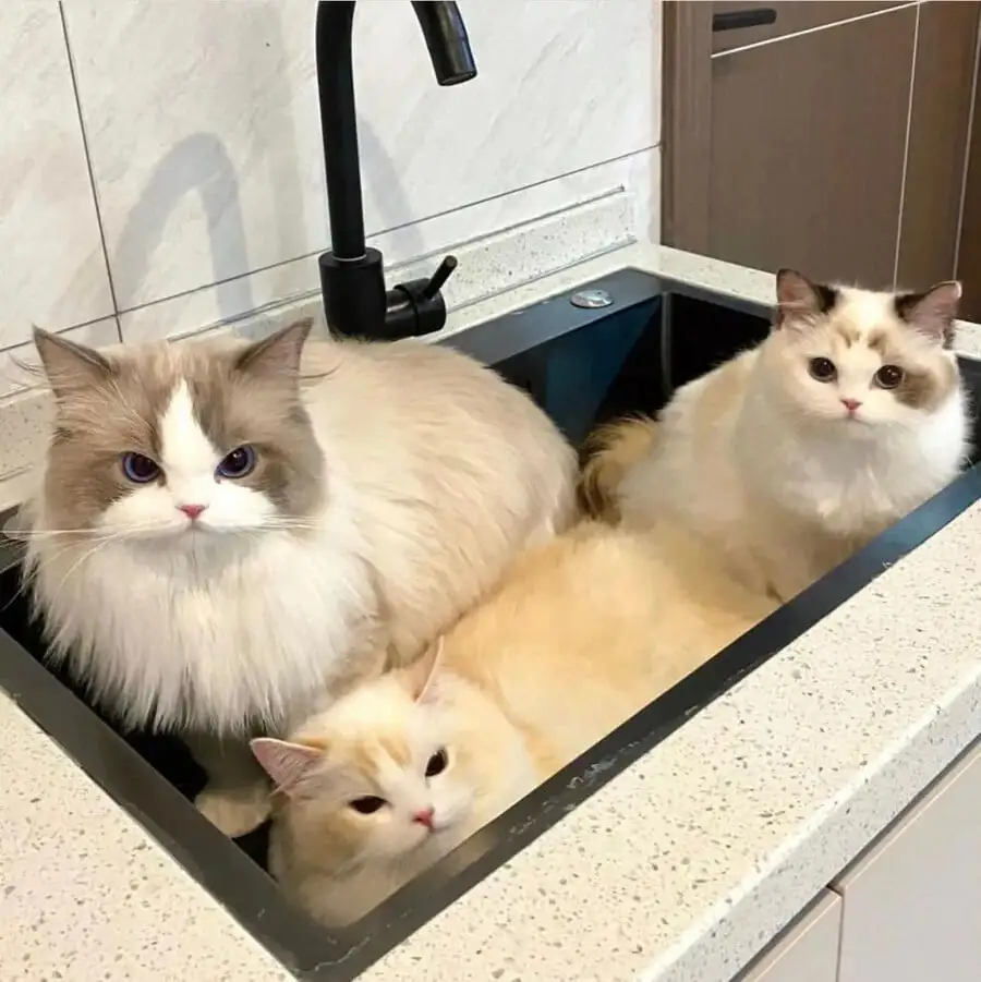 싱크대 들어간 고앵이들 | 인스티즈