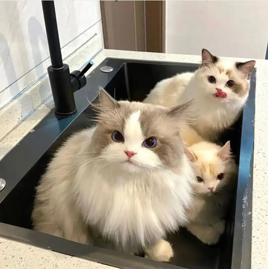 싱크대 들어간 고앵이들 | 인스티즈