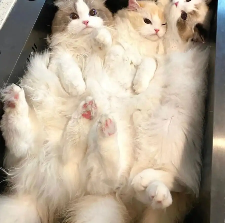 싱크대 들어간 고앵이들 | 인스티즈