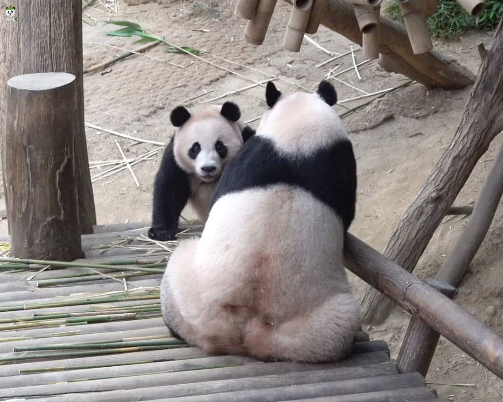 오늘자 엄마 들이받고 도망가는 후쪽이 후이바오🐼🩷❤️ | 인스티즈