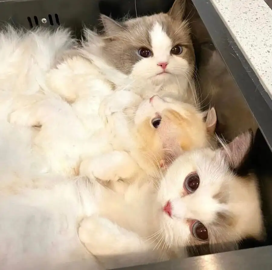 싱크대 들어간 고앵이들 | 인스티즈