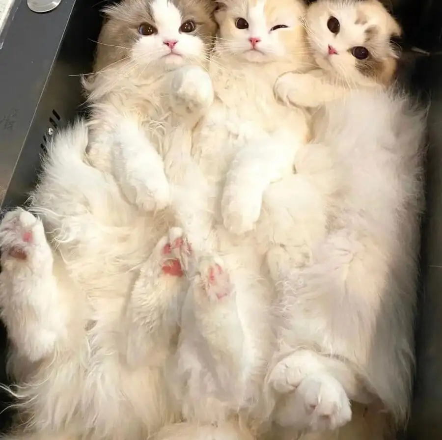 싱크대 들어간 고앵이들 | 인스티즈