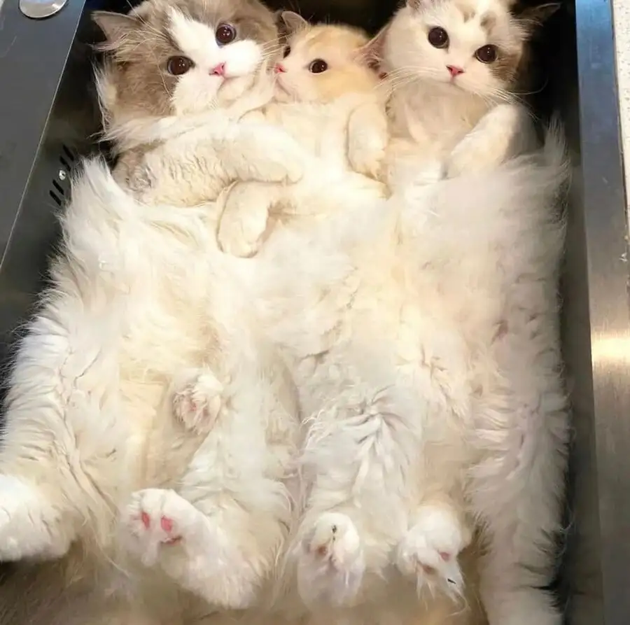 싱크대 들어간 고앵이들 | 인스티즈