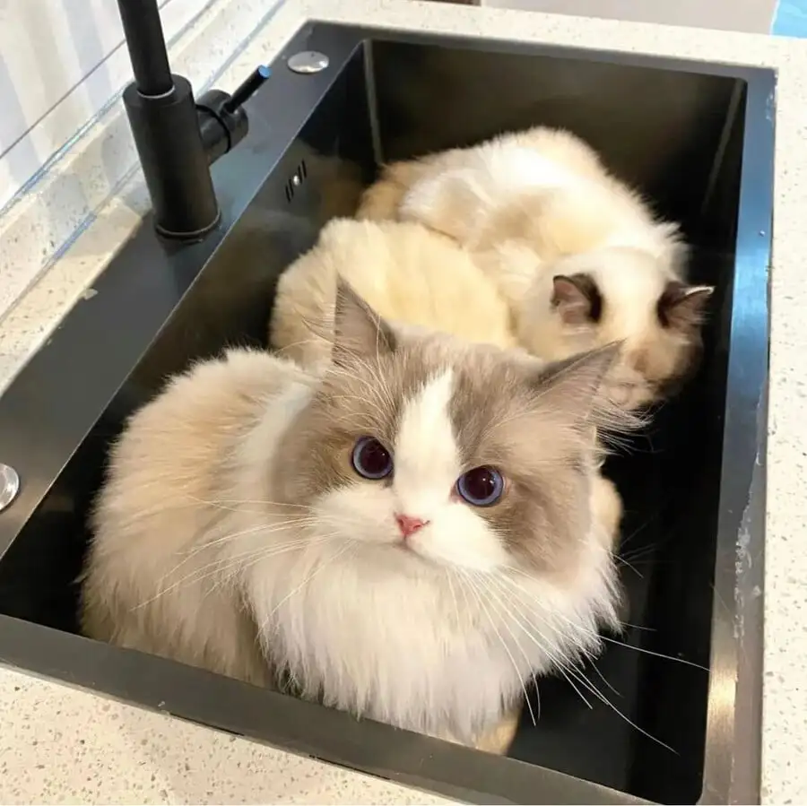 싱크대 들어간 고앵이들 | 인스티즈