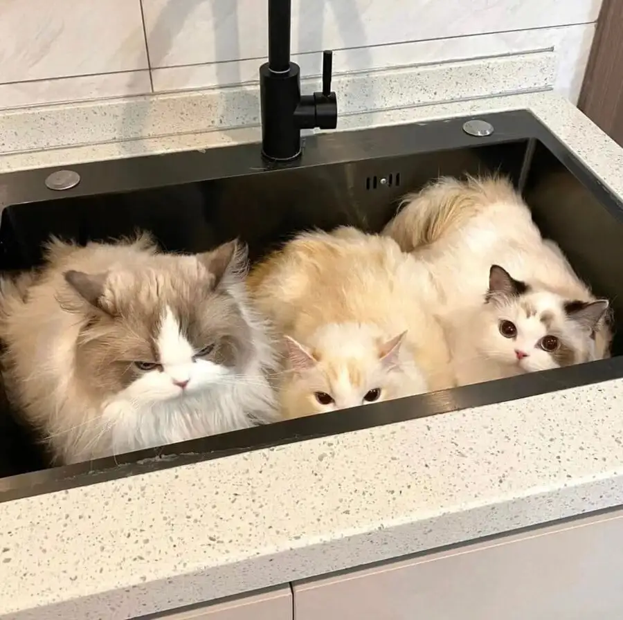 싱크대 들어간 고앵이들 | 인스티즈