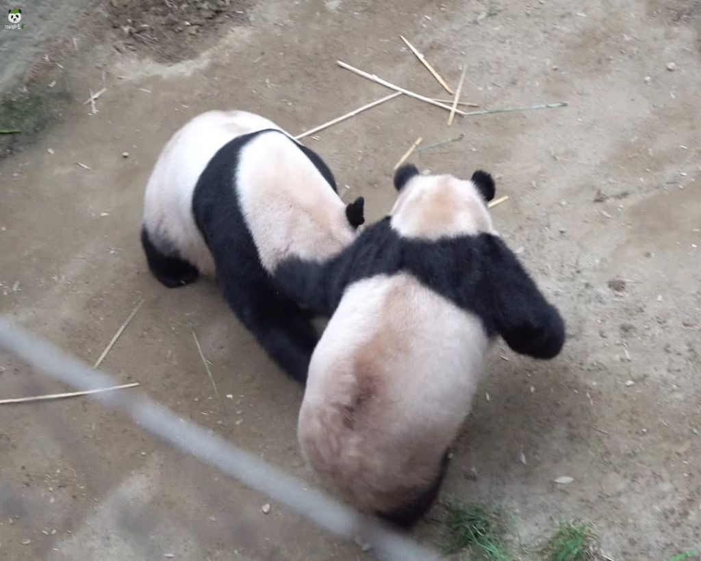 오늘자 엄마 들이받고 도망가는 후쪽이 후이바오🐼🩷❤️ | 인스티즈