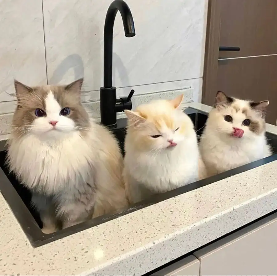 싱크대 들어간 고앵이들 | 인스티즈