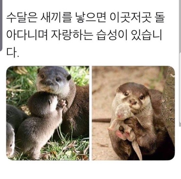 수달은 새끼를 낳으면 이곳저곳 돌아다니며 자랑하는 습성이 있습니다 | 인스티즈