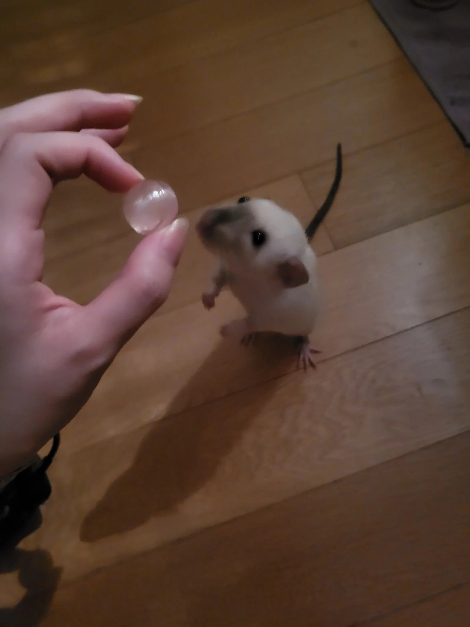 아기쥐가 주인한테 뭘 자꾸 넣어줌.............. | 인스티즈