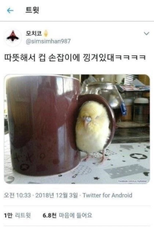 수달은 새끼를 낳으면 이곳저곳 돌아다니며 자랑하는 습성이 있습니다 | 인스티즈