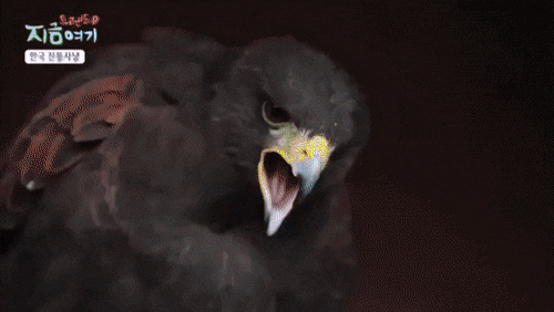 한국방송 vs 미국방송.gif | 인스티즈