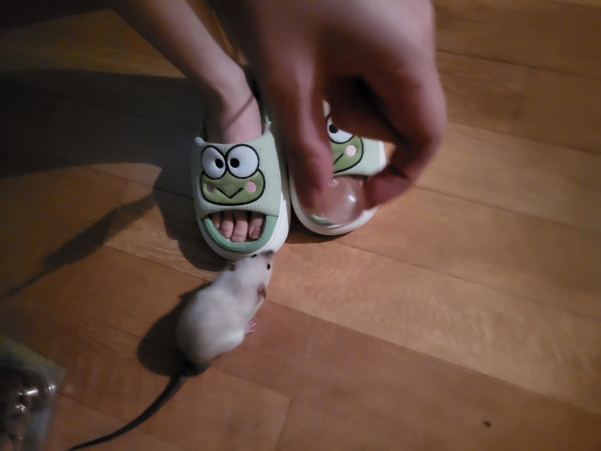 아기쥐가 주인한테 뭘 자꾸 넣어줌.............. | 인스티즈