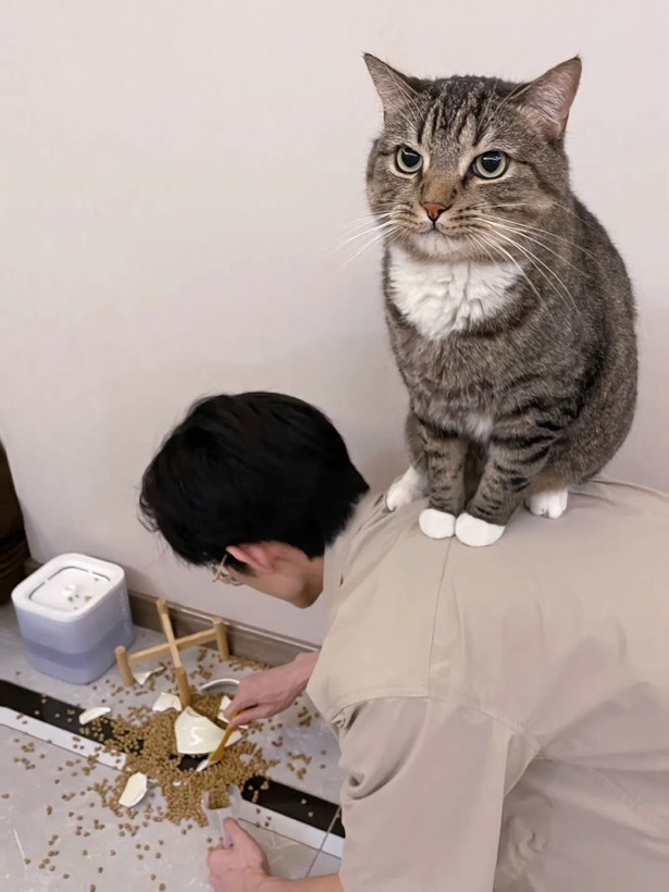 수달은 새끼를 낳으면 이곳저곳 돌아다니며 자랑하는 습성이 있습니다 | 인스티즈