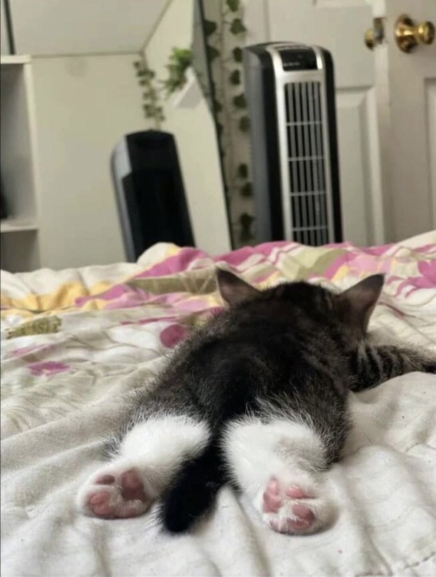 수달은 새끼를 낳으면 이곳저곳 돌아다니며 자랑하는 습성이 있습니다 | 인스티즈