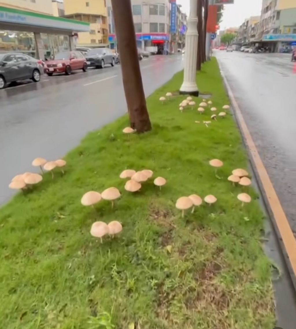 태풍이 지나고 가오슝 길거리에 자란 엄청 큰 독버섯.... | 인스티즈