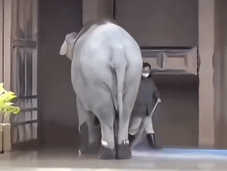 사육사 돕는 코끼리 | 인스티즈