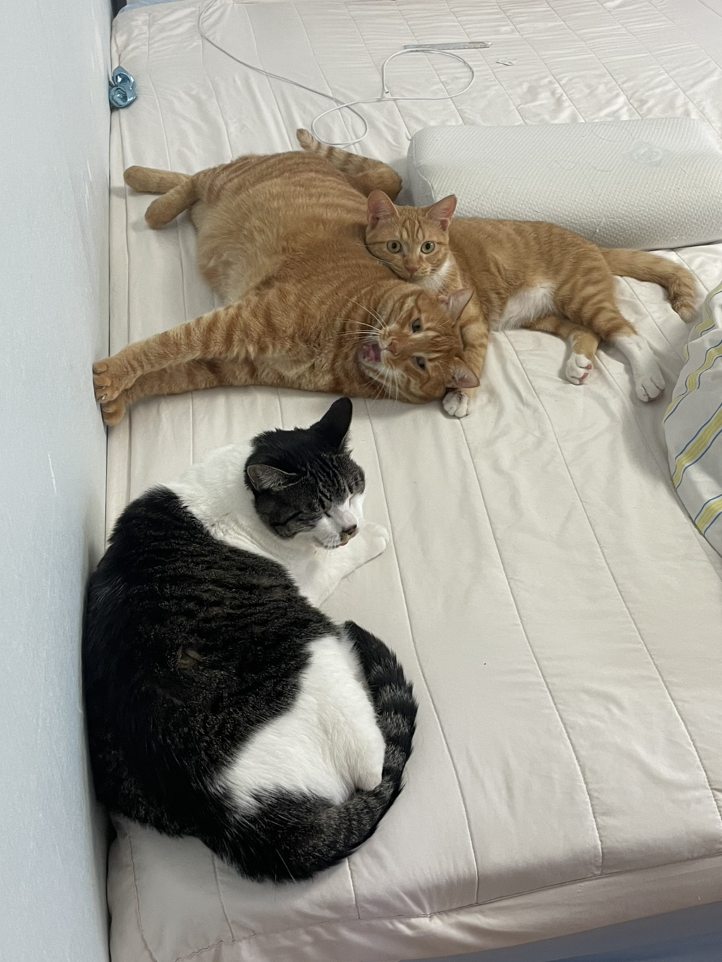 (입양홍보) 사고로 다리 하나를 잃었지만...말랑 복숭아가 된 고양이를 아시오 | 인스티즈