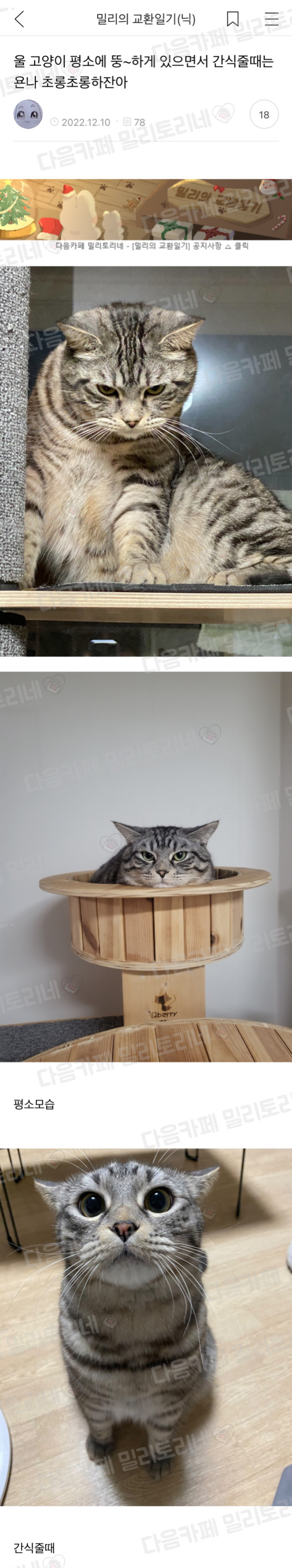 울 고양이 평소에 뚱~하게 있으면서 간식줄때는 욘나 초롱초롱하잔아 | 인스티즈