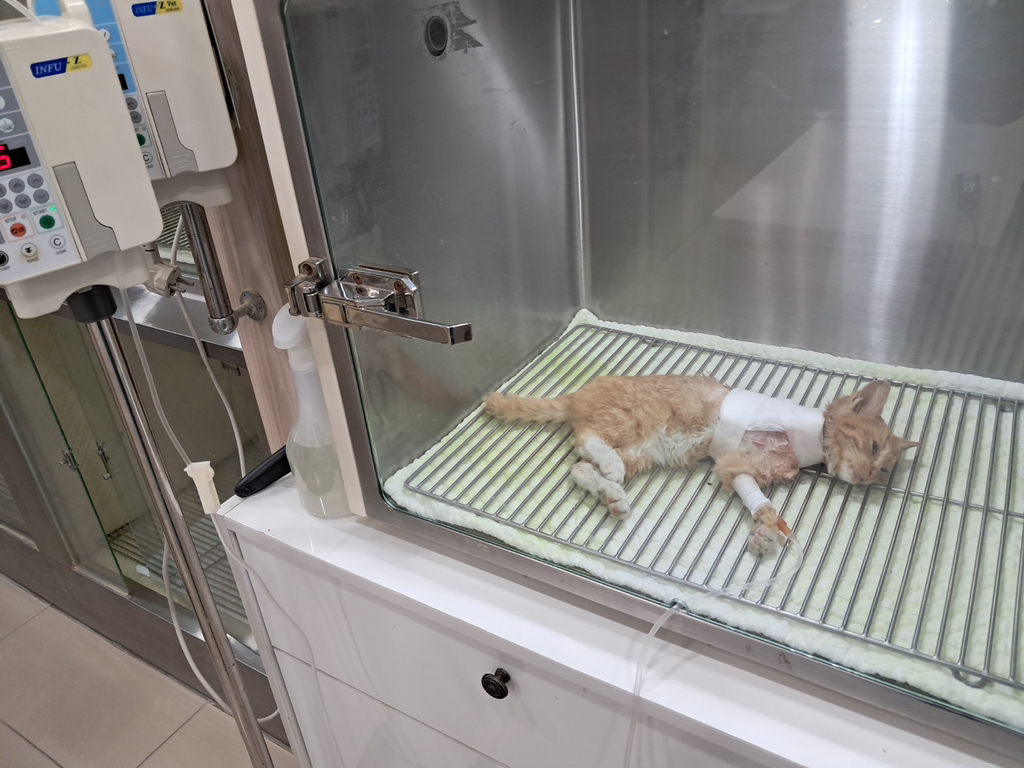 (입양홍보) 사고로 다리 하나를 잃었지만...말랑 복숭아가 된 고양이를 아시오 | 인스티즈