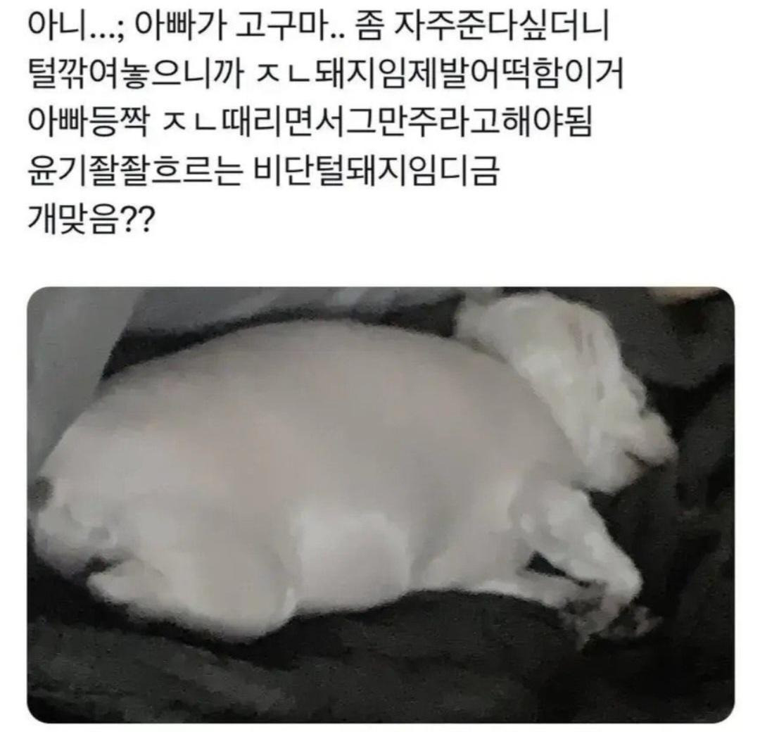 댕댕이 털을 다 밀었더니… | 인스티즈