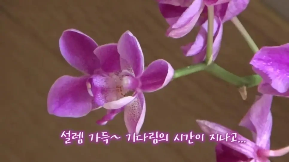 옛날 향수 그대로 살려서 대박터진 채연 유튜브 | 인스티즈