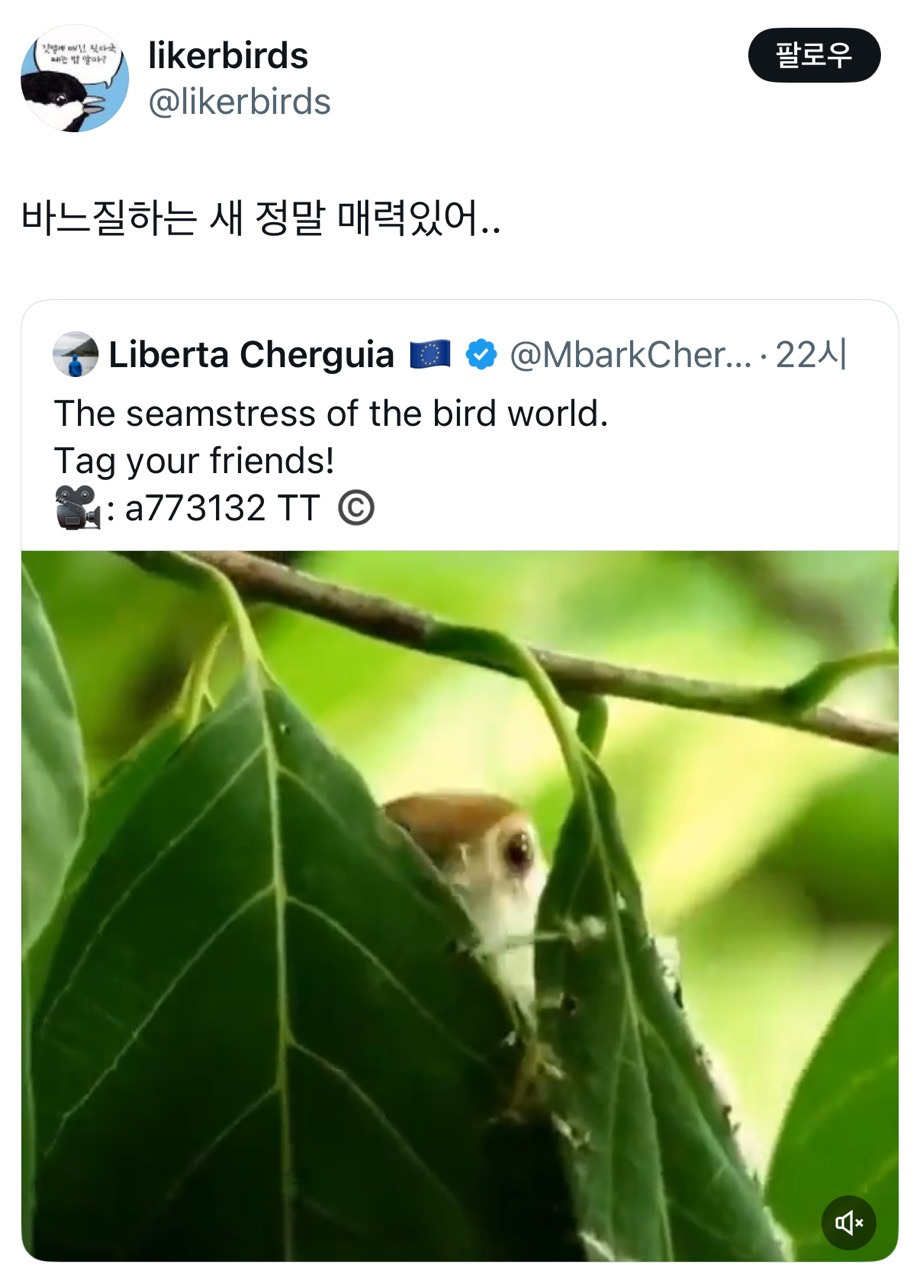 바느질하는 새 정말 매력있어..twt | 인스티즈