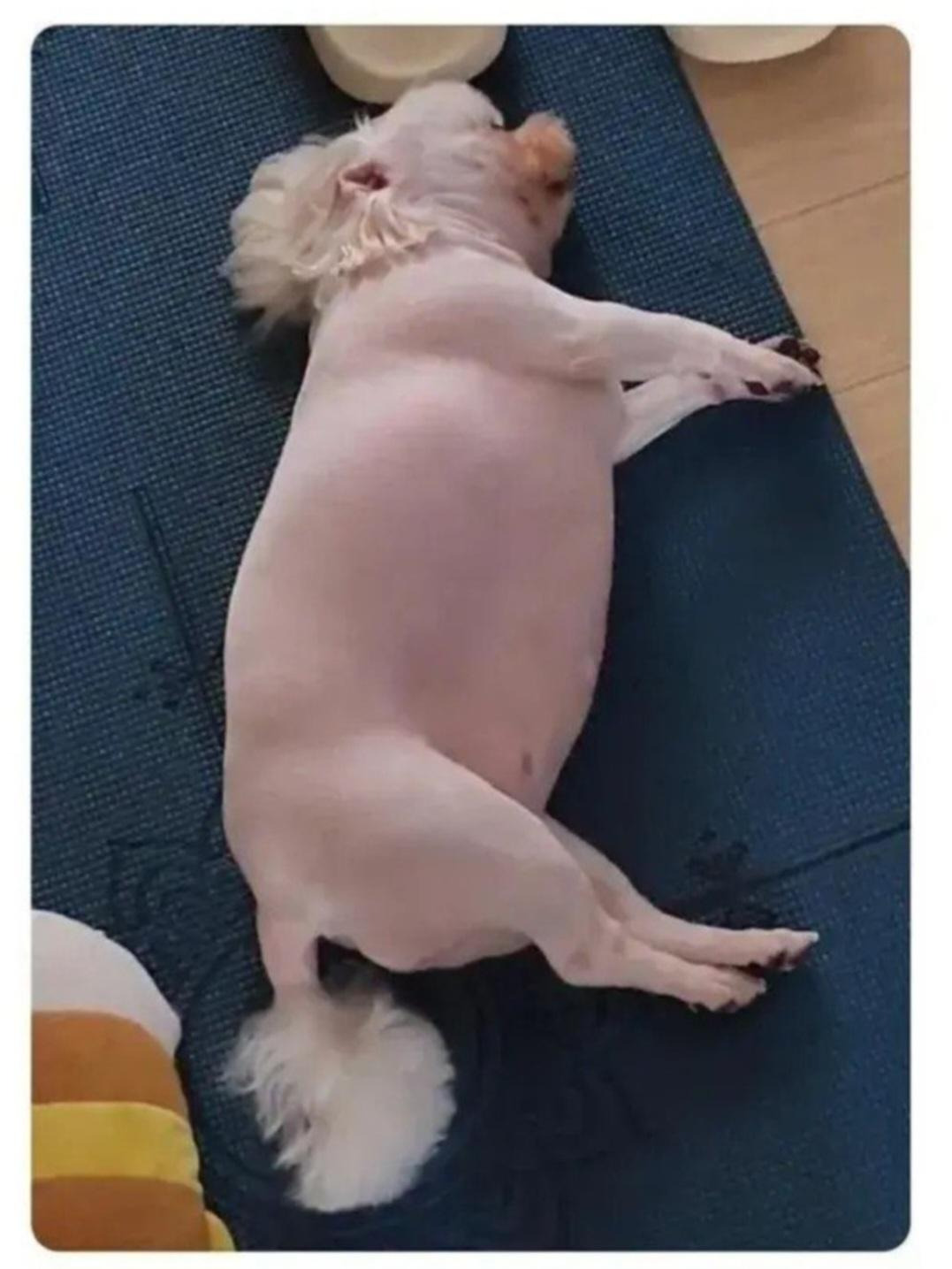 댕댕이 털을 다 밀었더니… | 인스티즈