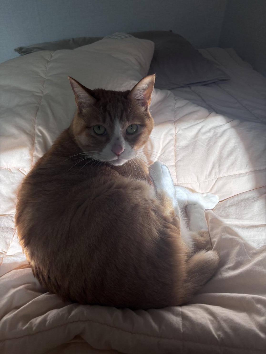 고양이가 하도울길래 왜그런가 했더니.jpg | 인스티즈