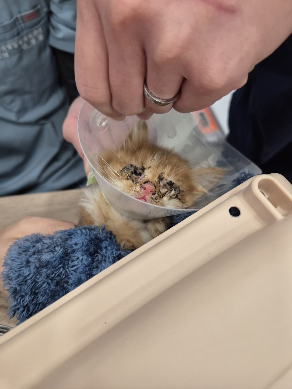 [입양홍보] 눈이 붙고 꼬리가 잘리고 링웜에 기아로 발견됐다 용된 고양이 - 품종느낌 사라졌다고 입양취소됨 | 인스티즈