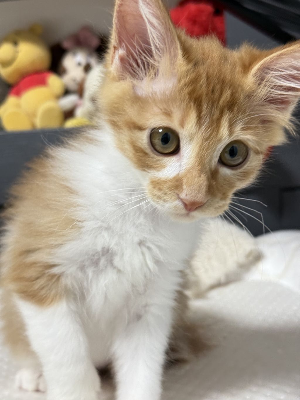 [입양홍보] 눈이 붙고 꼬리가 잘리고 링웜에 기아로 발견됐다 용된 고양이 - 품종느낌 사라졌다고 입양취소됨 | 인스티즈