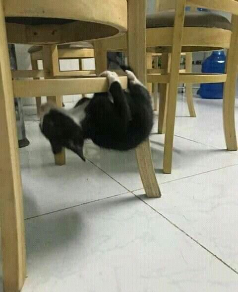 배달기사를 구해준 고양이🐈🥺[돌비공포라디오 시들무] | 인스티즈