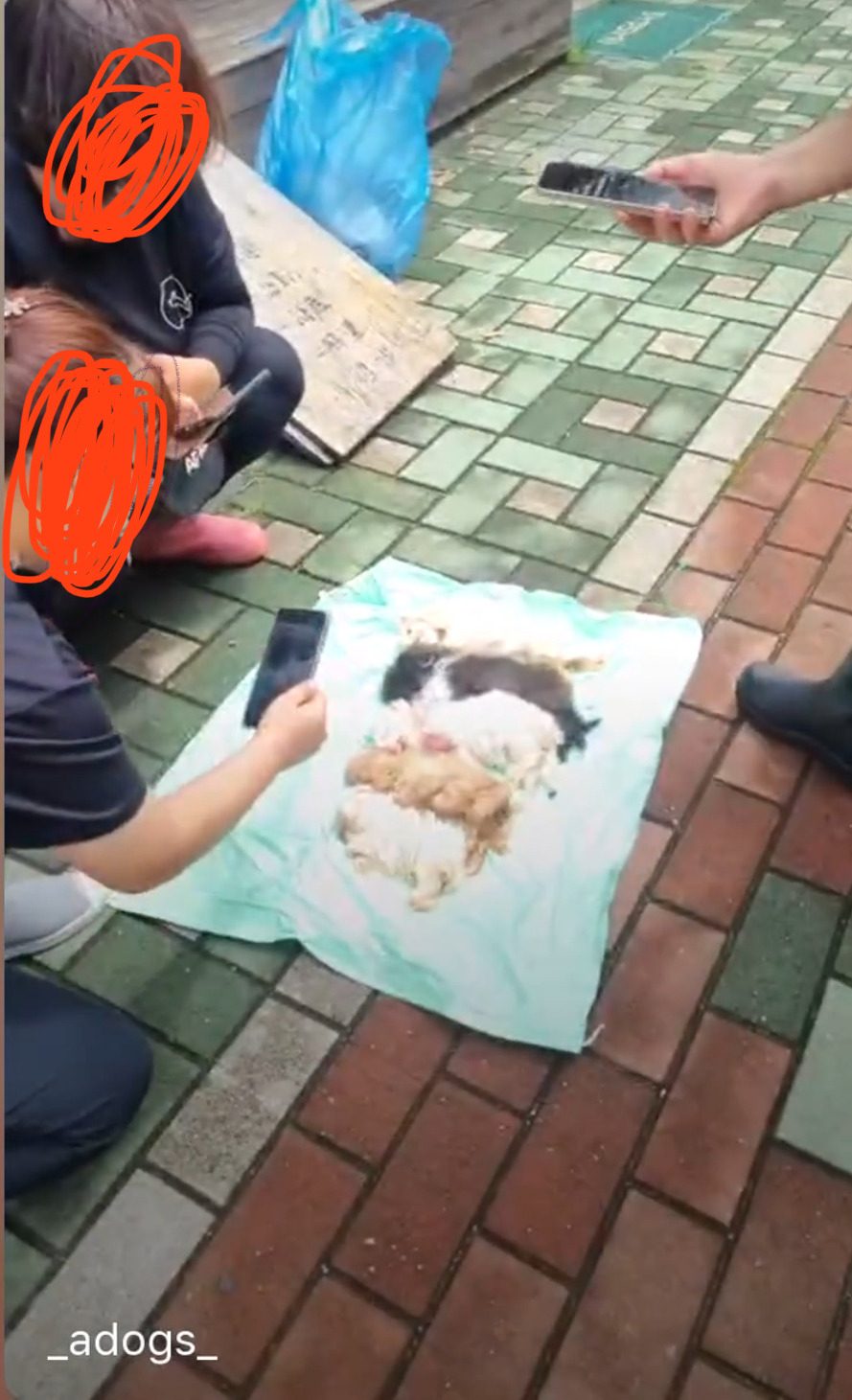 허가받은 펫샵 실태 | 인스티즈