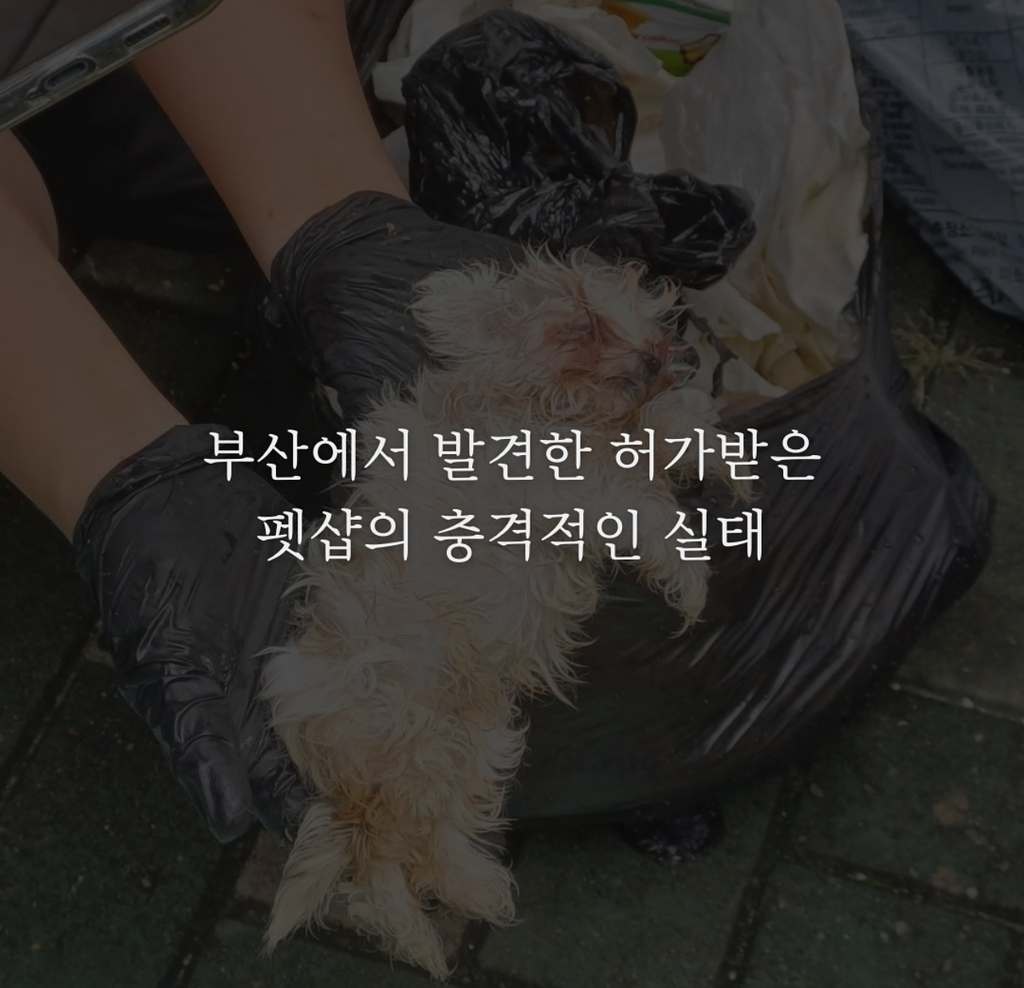 허가받은 펫샵 실태 | 인스티즈