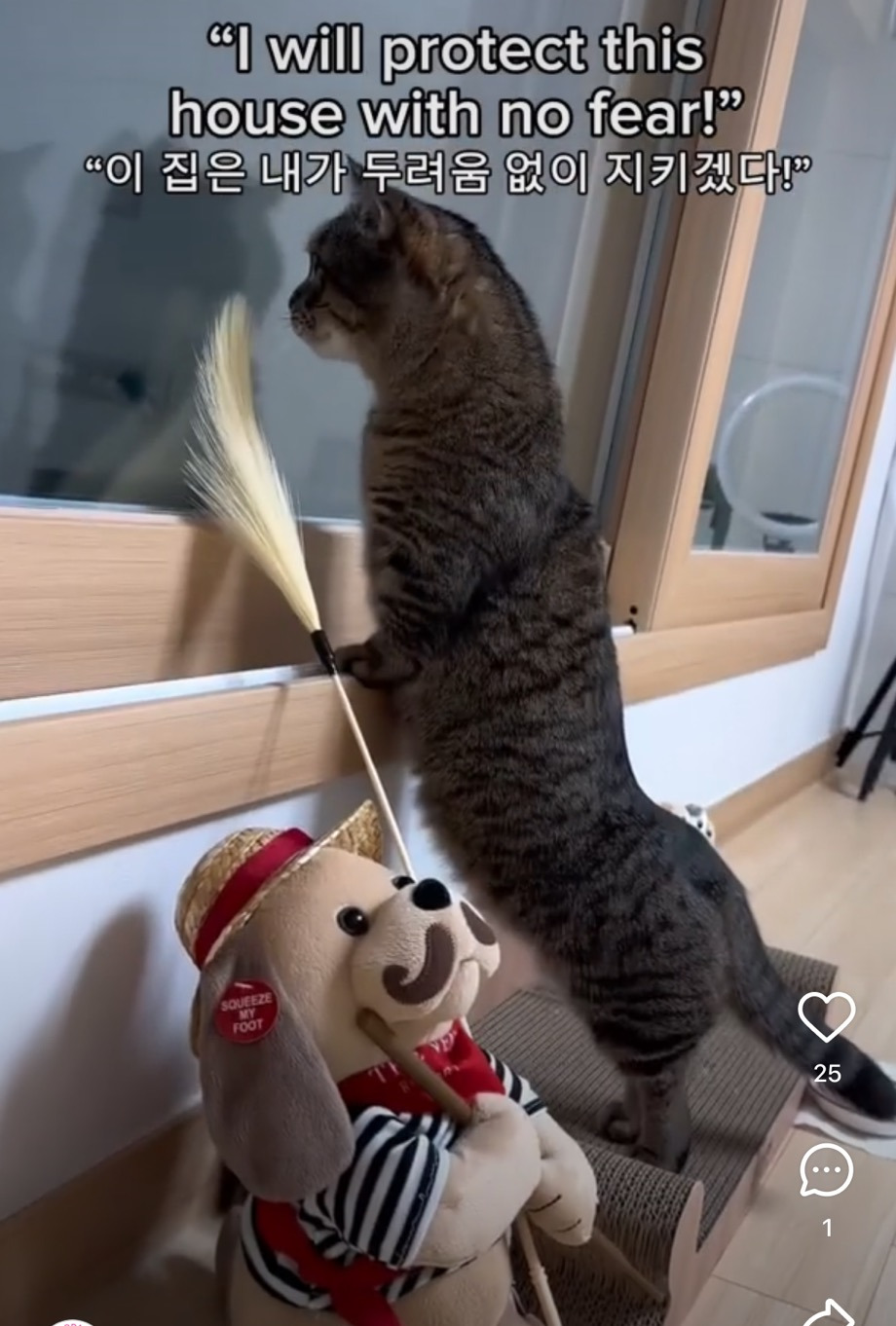 고양이 특 | 인스티즈