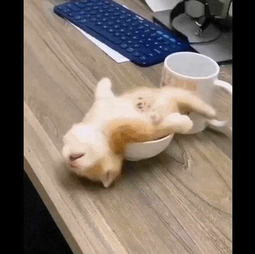 하루종일 뛰어다니던 아기 고양이 최후 | 인스티즈