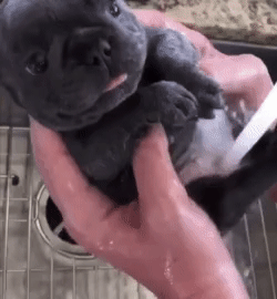 목욕하는 프렌치 불독 | 인스티즈