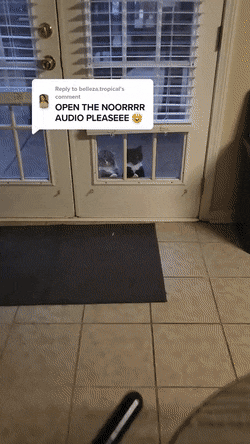 고양이 움짤 모음 | 인스티즈