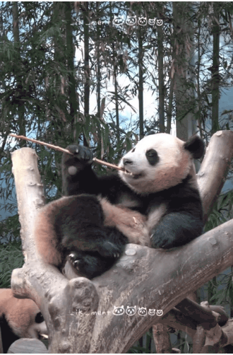 후론스톤🩷 후이바오🐼 | 인스티즈