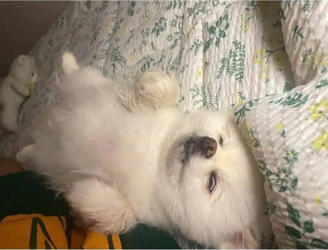 하루 두 번 산책의 결과.jpg | 인스티즈