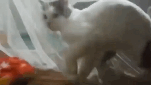 고양이 움짤 모음 | 인스티즈