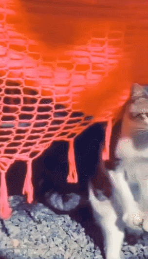 고양이 움짤 모음 | 인스티즈