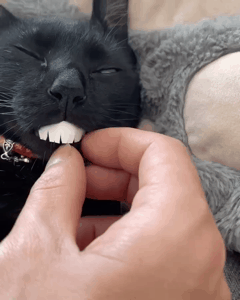 고양이 움짤 모음 | 인스티즈